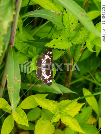 フタスジチョウ フタスジチョウ 114842255