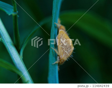 ドクガ科ゴマフリドクガの交尾 114842439