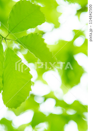 爽やかな新緑 114842500