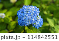 青い紫陽花 114842551
