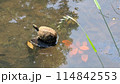 亀 114842553