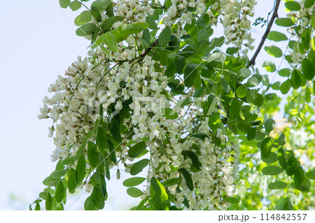 ハリエンジュの花 114842557