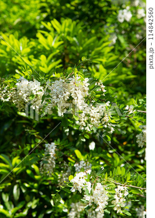 ハリエンジュの花 ハリエンジュの花 114842560