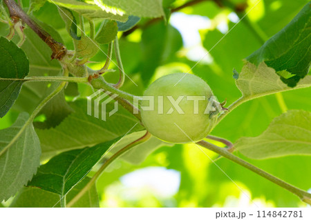 サンふじ（リンゴ）の花から果実へ 114842781