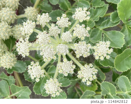 ハマボウフウ（浜防風）の花 114842812
