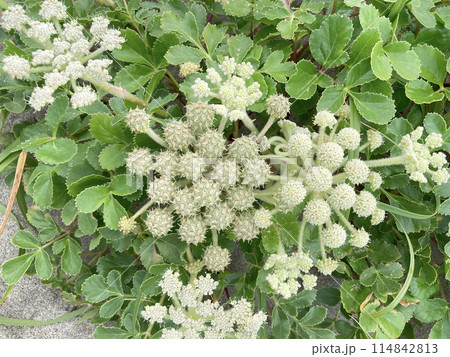 ハマボウフウ（浜防風）の花 114842813
