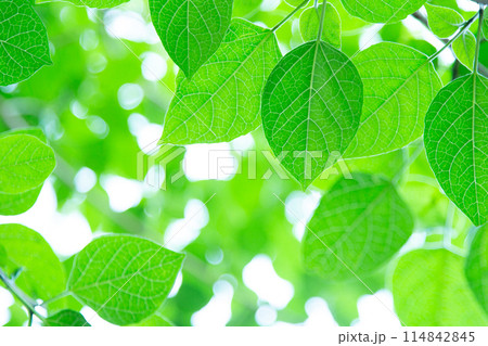 新緑 114842845