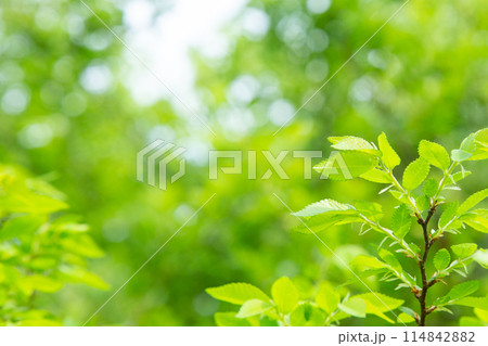 新緑 114842882
