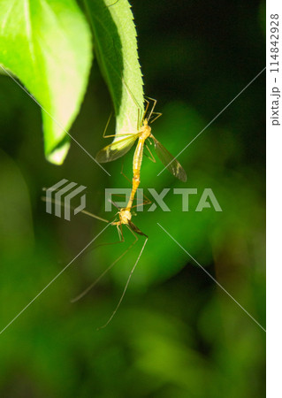 ガガンボ　交尾 114842928