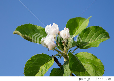 リンゴの花 114842956