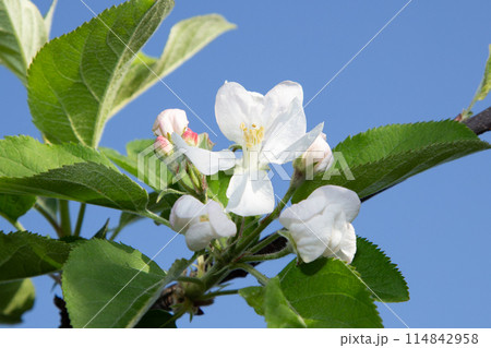 リンゴの花 114842958