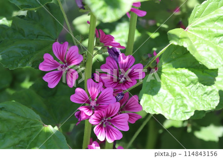 春の庭に咲く赤紫色のゼニアオイの花 114843156
