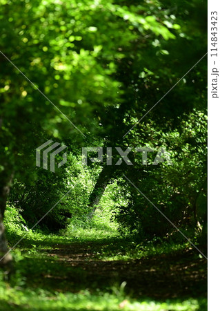 夏の冒険 114843423