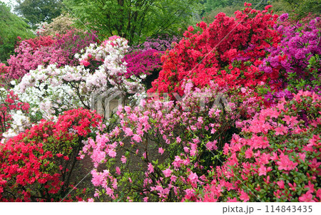 ツツジの花々-3 114843435