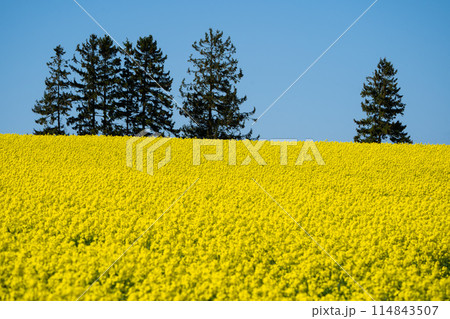 【北海道•滝川】一面に広がる菜の花畑 【北海道•滝川】一面に広がる菜の花畑 114843507