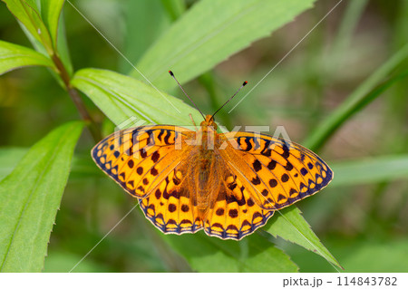 ギンボシヒョウモン 114843782