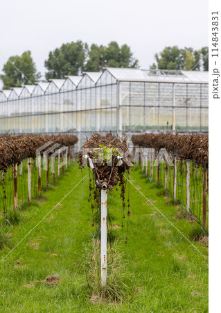 Greenhouse with Grape Vines in Early Spring. Rows of plants thriving, ready for growth 114843831