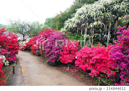 ツツジの花々-11 ツツジの花々-11 114844012