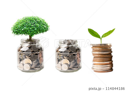 Tree plumule leaf on save money coins, Business finance saving banking investment concept.. Tree plumule leaf on save money coins, Business finance saving banking investment concept.. 114844186