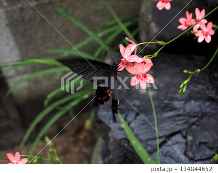 ピンクのヒメヒオウギの花にとまって羽ばたきながら蜜を吸うクロアゲハ ピンクのヒメヒオウギの花にとまって羽ばたきながら蜜を吸うクロアゲハ 114844652