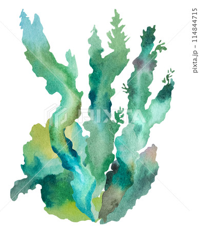 Green Watercolor seaweeds Illustration, isolated element for beach wedding design Green Watercolor seaweeds Illustration, isolated element for beach wedding design 114844715