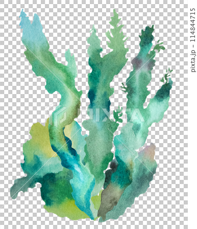 Green Watercolor seaweeds Illustration, isolated element for beach wedding design Green Watercolor seaweeds Illustration, isolated element for beach wedding design 114844715