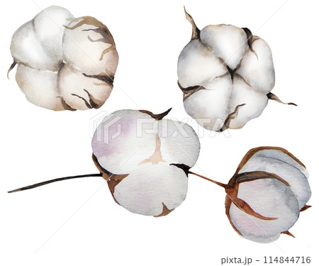 Handpainted watercolor dried cotton flower, Bohemian wedding illustration element Handpainted watercolor dried cotton flower, Bohemian wedding illustration element 114844716