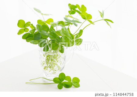 たくさんの四つ葉のクローバー白背景 Four-leaf clover たくさんの四つ葉のクローバー白背景 Four-leaf clover 114844758