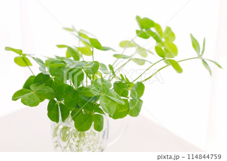 たくさんの四つ葉のクローバー白背景 Four-leaf clover たくさんの四つ葉のクローバー白背景 Four-leaf clover 114844759