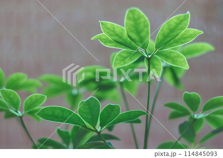 観葉植物 シェフレラ 観葉植物 シェフレラ 114845093