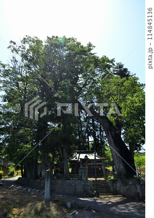 群馬県沼田市下川田町 パワースポット 川田神社の大ケヤキ 群馬県沼田市下川田町 パワースポット 川田神社の大ケヤキ 114845136