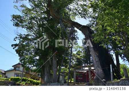 群馬県沼田市下川田町　パワースポット　川田神社の大ケヤキ 114845138