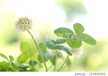四つ葉のクローバーと新緑 Four-leaf clover 四つ葉のクローバーと新緑 Four-leaf clover 114845263