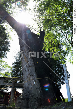 群馬県沼田市下川田町 パワースポット 川田神社の大ケヤキ 群馬県沼田市下川田町 パワースポット 川田神社の大ケヤキ 114845390