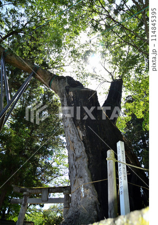 群馬県沼田市下川田町　パワースポット　川田神社の大ケヤキ 114845395