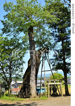 群馬県沼田市下川田町　パワースポット　川田神社の大ケヤキ 114845406