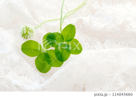 四つ葉のクローバーと白いレース Four-leaf clover 四つ葉のクローバーと白いレース Four-leaf clover 114845660