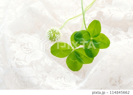 四つ葉のクローバーと白いレース Four-leaf clover 114845662