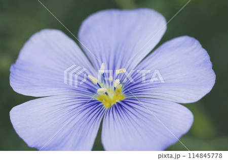 花 花 114845778