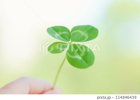 四つ葉のクローバーを持つ手 Four-leaf clover 114846439