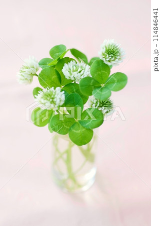 たくさんの四つ葉のクローバー Four-leaf clover たくさんの四つ葉のクローバー Four-leaf clover 114846441