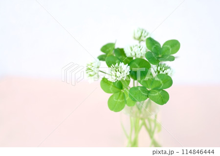たくさんの四つ葉のクローバー Four-leaf clover たくさんの四つ葉のクローバー Four-leaf clover 114846444