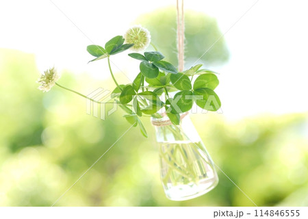 四つ葉のクローバーと新緑 Four-leaf clover 四つ葉のクローバーと新緑 Four-leaf clover 114846555