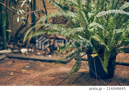 Natural background nephrolepis fern in a pot outdoors near the house. The concept of plant care. With a place to copy. High quality photo Natural background nephrolepis fern in a pot outdoors near the house. The concept of plant care. With a place to copy. High quality photo 114846645
