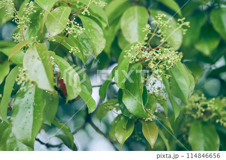 The bird cherry is gaining color.Close-up of a flowering tree with small white inflorescences.Cherry blossoms in spring. A spring concept with space to copy,a layout for your design.High quality photo The bird cherry is gaining color.Close-up of a flowering tree with small white inflorescences.Cherry blossoms in spring. A spring concept with space to copy,a layout for your design.High quality photo 114846656