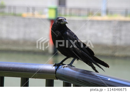 都会のカラス 114846675