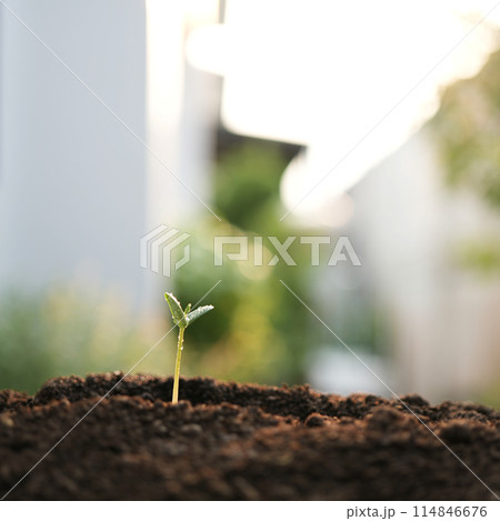 small plant sapling growing tree sprout macro closeup 114846676