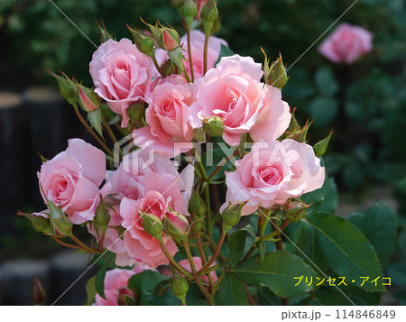 霊山寺バラ園（プリンセス・アイコ） 114846849