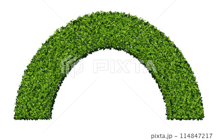 Green round arch hedge made of boxwood bushes isolated on white background Green round arch hedge made of boxwood bushes isolated on white background 114847217