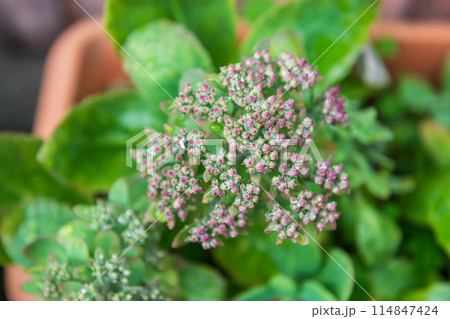 Hylotelephium spectabile Sedum spectabile flower with raindrops Hylotelephium spectabile Sedum spectabile flower with raindrops 114847424